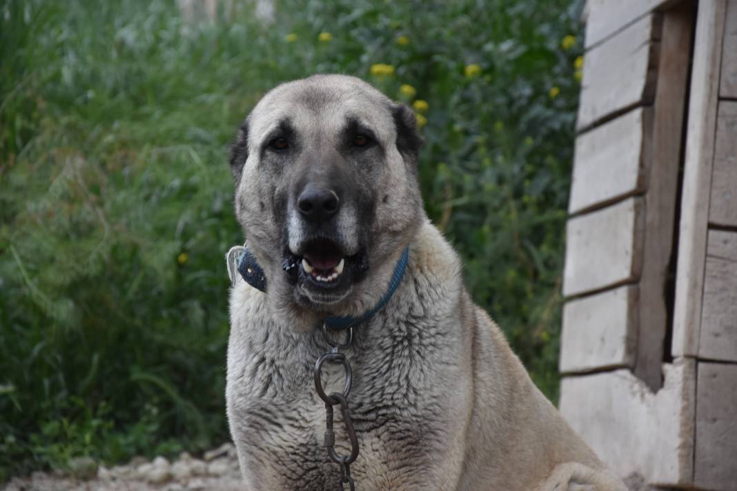 İklim krizi Kangal köpeklerini de etkiledi: Doğum oranı yüzde 50 düştü 2